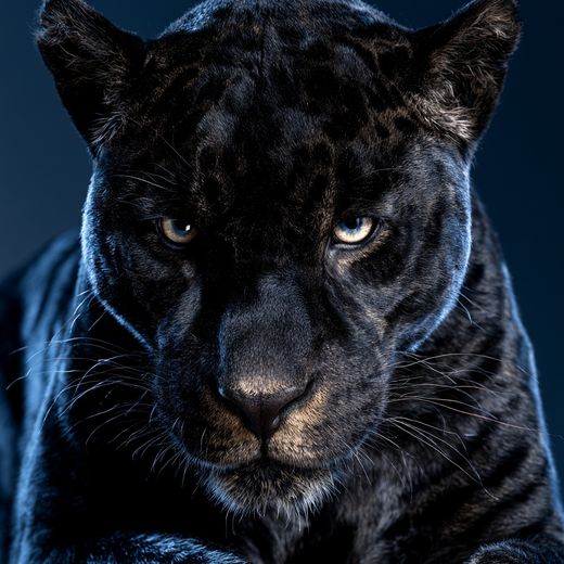 Portrait of a melanistic jaguar, a black panther, with rosettes faintly visible under the black coat.